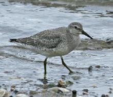 Red Knot juvenile